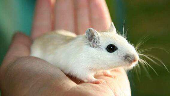 普通食品添加劑對小鼠造成不良健康影響