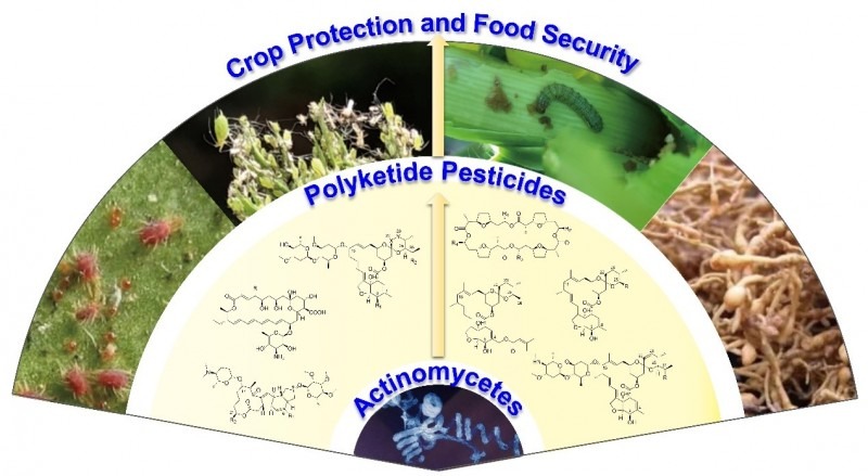 我科研人員系統(tǒng)闡述放線(xiàn)菌聚酮類(lèi)天然產(chǎn)物農(nóng)藥