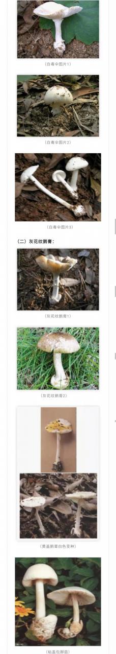 注意！別采別買別賣別吃野生蘑菇！又一起野生蘑菇致人中毒死亡事件