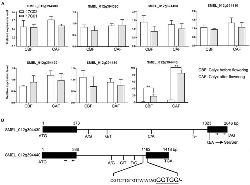 北京市農(nóng)林科學(xué)院蔬菜研究所在茄子植株刺性狀的遺傳和QTL定位方面研究取得新進展