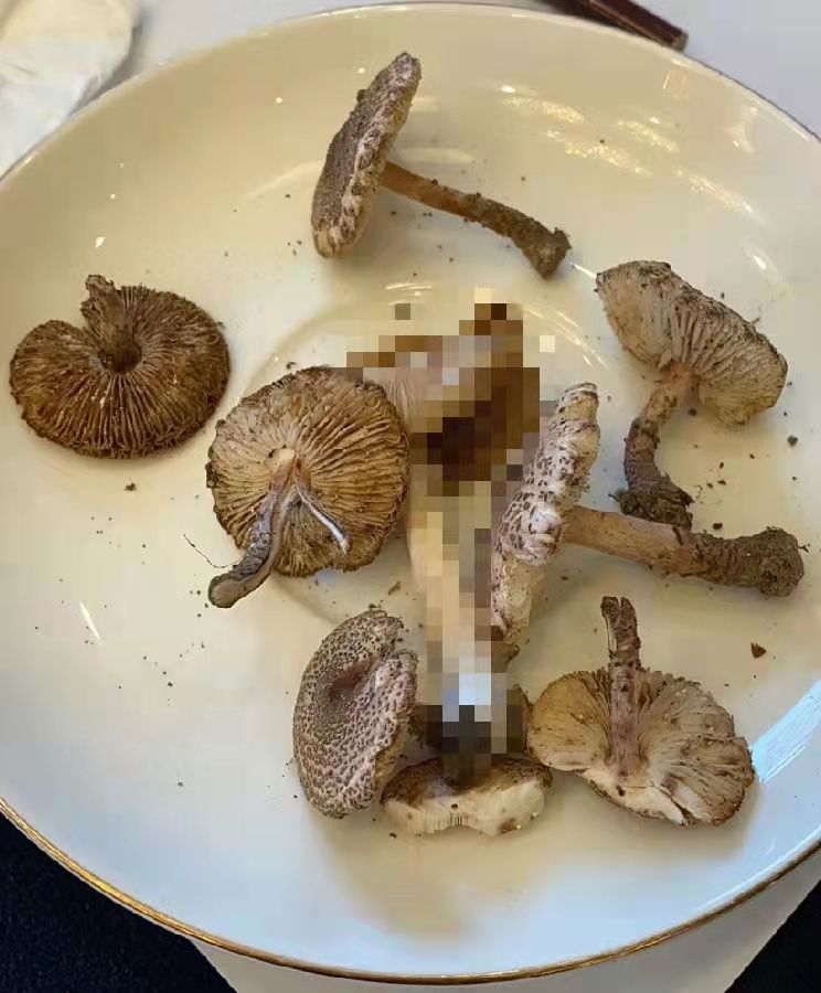 國家食品安全評估中心關(guān)于預(yù)防肉褐鱗環(huán)柄菇中毒的風(fēng)險(xiǎn)提示