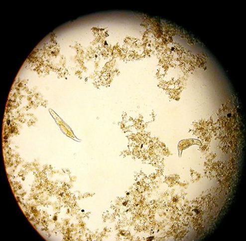 化妝品中的防腐劑你知道多少？