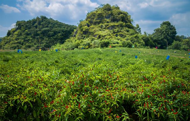 千億級復(fù)合調(diào)味料市場，誰能一統(tǒng)舌尖上的江湖？