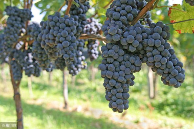 萬不得已之時，你用葡萄著色劑了嗎？如何科學謹慎使用？答案在這