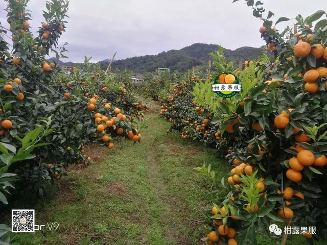 柑橘如何正確選擇著色劑？常用著色劑作用各不同