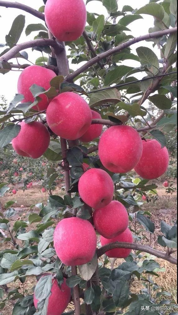 果樹專用著色劑，在轉色期噴一遍，7天即可全部著色成熟