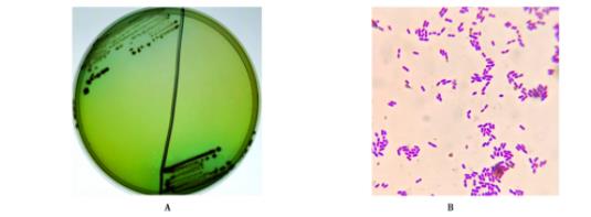北美水貂源沙門氏菌的分離鑒定及耐藥性檢測（一）