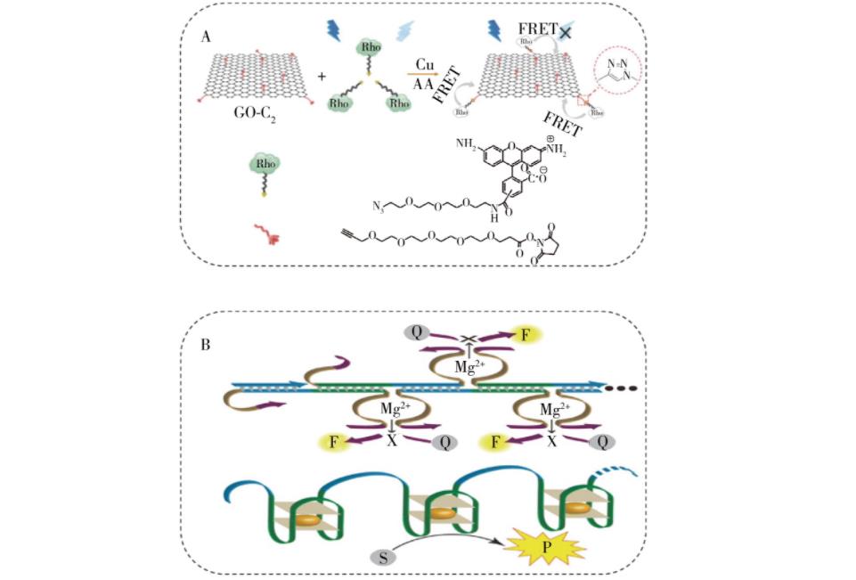 點擊化學在食品安全檢測中的應用研究進展（三）