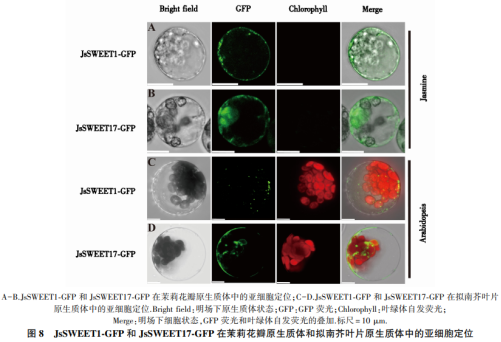 茉莉花原生質(zhì)體瞬時(shí)表達(dá)體系的建立及應(yīng)用（三）