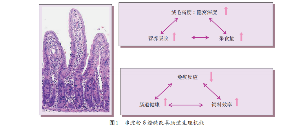 禁抗下功能性飼料添加劑的營養(yǎng)健康作用（三）
