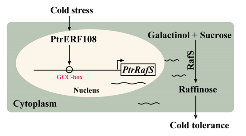 華中農(nóng)業(yè)大學(xué)在柑橘優(yōu)異資源低溫逆境應(yīng)答分子調(diào)控研究中獲新進(jìn)展