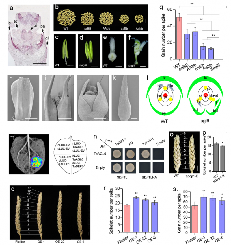 中國(guó)農(nóng)業(yè)科學(xué)院作科所專家解析小麥產(chǎn)量形成新機(jī)理