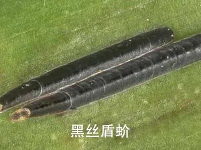 【動植物檢疫】解讀 | 進口南非鮮食柑橘植物檢疫要求