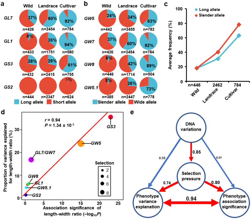 華中農(nóng)業(yè)大學(xué)研發(fā)QTL快速定位克隆的RapMap方法并發(fā)現(xiàn)水稻粒形的定向馴化特征