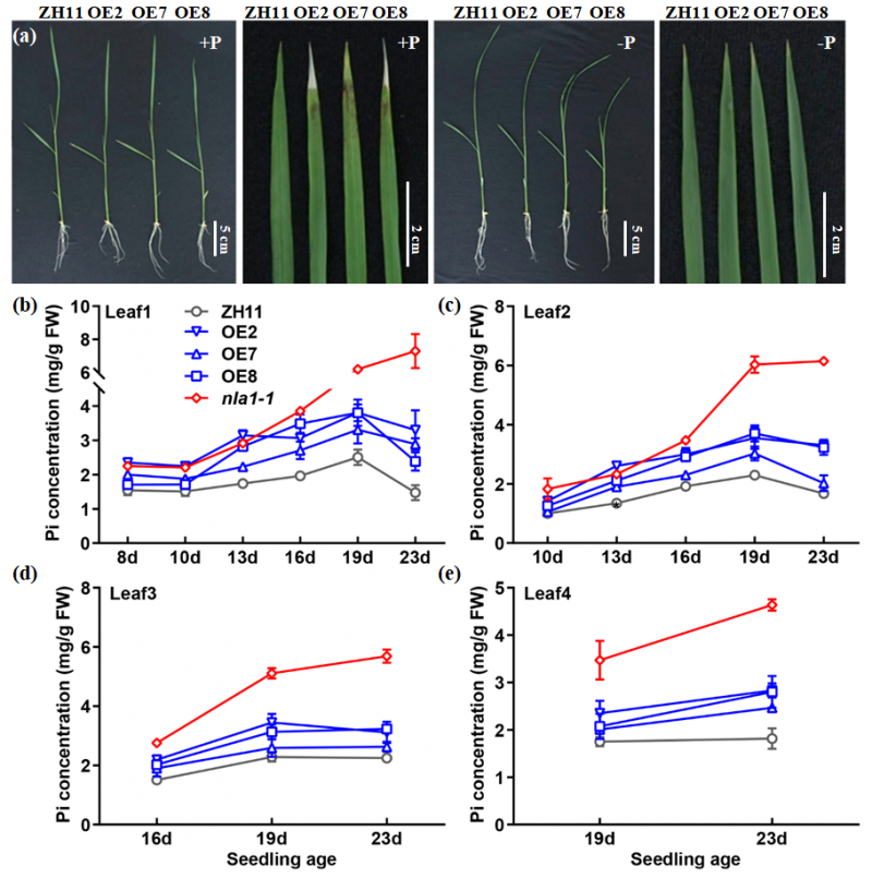 華中農(nóng)業(yè)大學在水稻酸性磷酸酶OsACP1于低磷脅迫下的調(diào)節(jié)機制中取得新進展