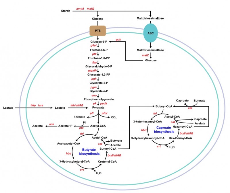 江南大學徐巖教授團隊發(fā)表濃香型白酒釀造窖泥主體己酸菌生態(tài)適應性研究成果（17級博士生王慧琳為一作）