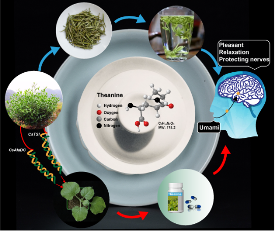 安徽農(nóng)業(yè)大學研究團隊揭示了茶樹大量合成茶氨酸的機理并實現(xiàn)在煙草中高效合成茶氨酸
