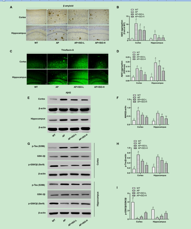 北京市農(nóng)林科學(xué)院生物所在玉米黃酮異葒草素調(diào)節(jié)阿爾茨海默病研究方面取得重要進(jìn)展