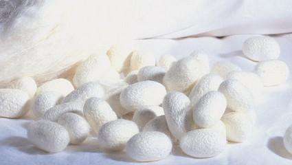 天然纖維有哪些種類和應(yīng)用領(lǐng)域？