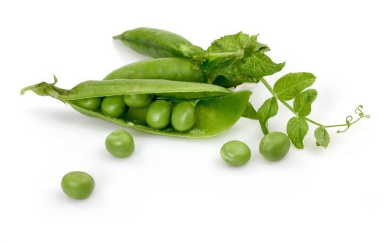 豌豆酶解生產(chǎn)植物蛋白飲料的酶解工藝是什么？