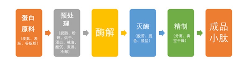 如何利用小麥蛋白酶解制備小麥蛋白多肽？