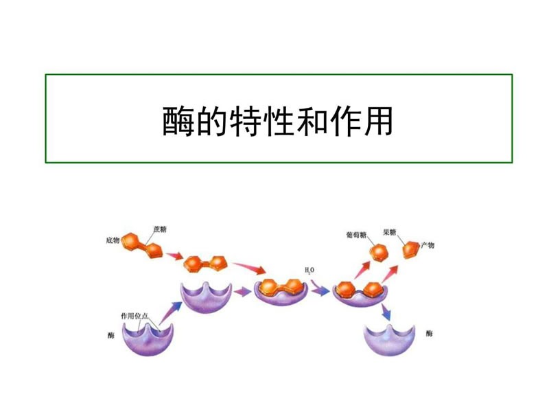 酶制劑在醫(yī)療器械清洗劑中的作用您了解多少？