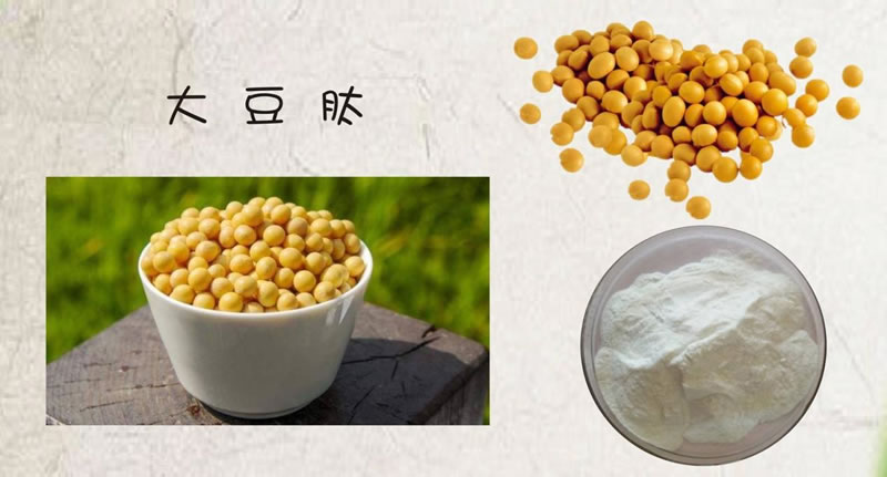 如何利用酶技術(shù)讓大豆蛋白水解制備生物活性肽？