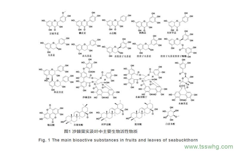 沙棘的化學(xué)成分、藥理作用研究進(jìn)展及其質(zhì)量標(biāo)志物的預(yù)測(cè)分析（二）