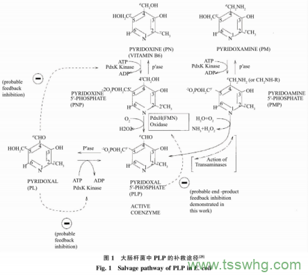 谷氨酸脫羧酶在枯草芽孢桿菌中的表達(dá)及應(yīng)用（一）