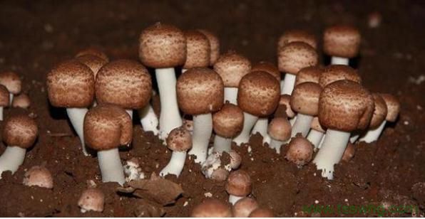 姬松茸及其活性多糖藥理作用研究進(jìn)展