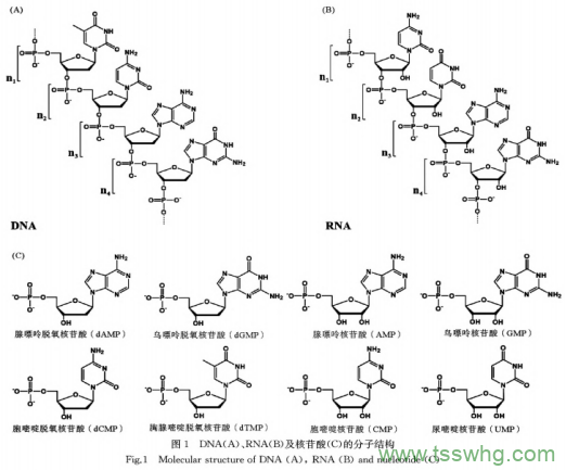 核酸代謝與營(yíng)養(yǎng)研究及發(fā)展趨勢(shì)（一）