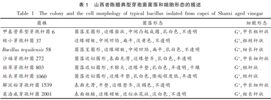 山西老陳醋優(yōu)良芽孢菌與醋酸菌、乳酸菌的相互作用（二）